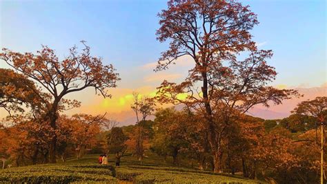 Tourist Places In Palampur: Uncover North India’s Charming Tea Capital