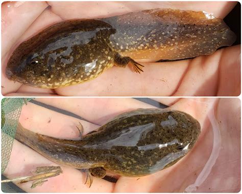 american bullfrog tadpole - Reddit post and comment search - SocialGrep