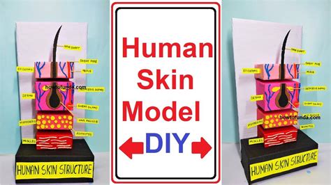 Skin Model 8th Class Science Project 的图像结果