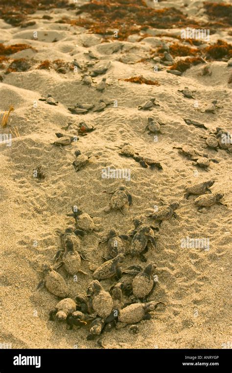 Loggerhead Sea Turtle Hatchlings 的图像结果