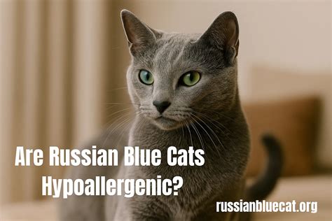 Are Russian Blue Cats Hypoallergenic? 7 Facts Allergy Sufferers Must Know