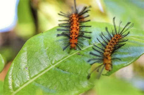Treating For Spotted Oleander Wasp Moths: Information On The Oleander Caterpillar Lifecycle ...