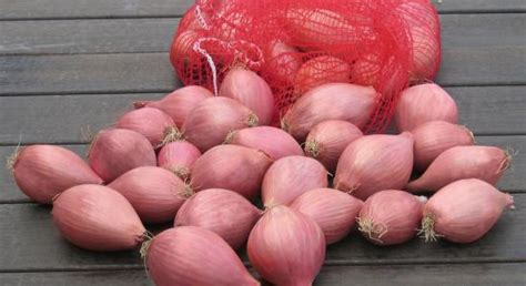 Magazine | Bejo India