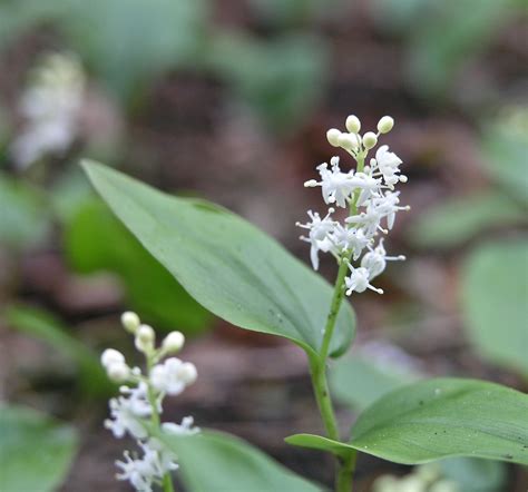 Canada Mayflower - Watching for WildflowersWatching for Wildflowers