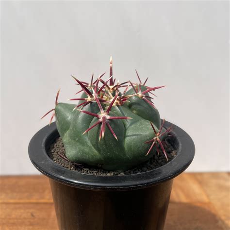 Thelocactus heterochromus【テロカクタス・強棘紅鷹】 | RIMO'S GREEN 【Saboten & Succulent】