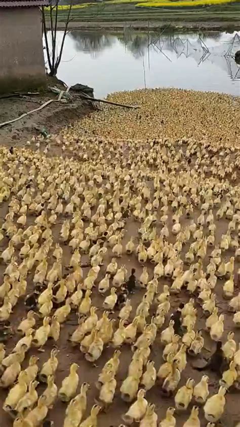 Image result for Ducklings Running