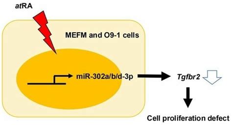 miR-302a/b/d-3p Differentially Expressed During Frontonasal Development ...