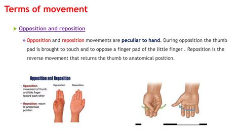 Anatomy (planes and Terms).pptx