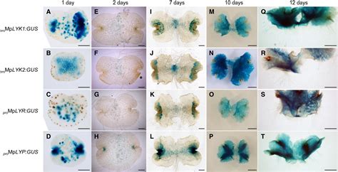 LysM-mediated signaling in Marchantia polymorpha highlights the ...