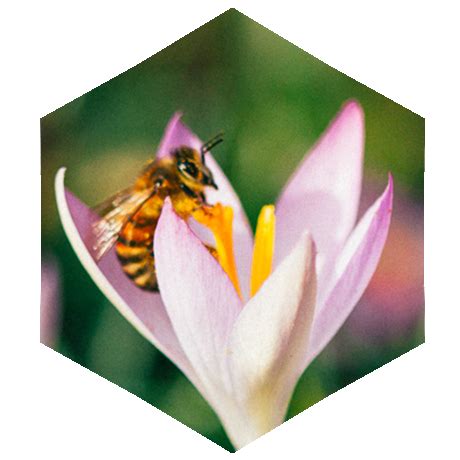 Image result for Beehive Designs