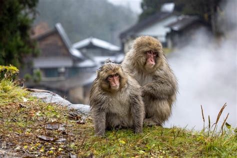 Jigokudani Monkey Park & Zenkoji Temple Private Day Trip - Klook India