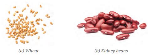 Image result for Class 6 Science Chapters