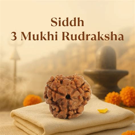 Kashi Siddh Nepal Origin 3 Mukhi Rudraksha - 18mm - 22mm – The Crystal Aura