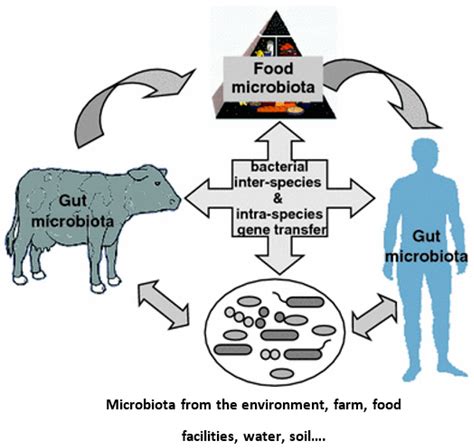 Antibiotics in Dairy Production: Where Is the Problem?