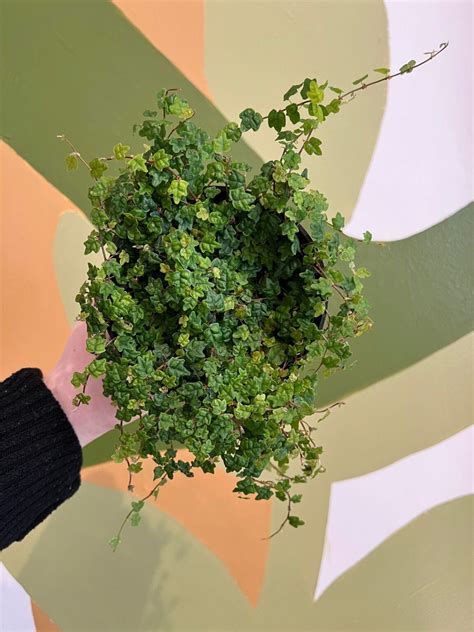 String of Frogs - The Curious Plantaholic