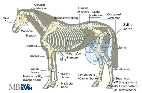 Horse Anatomy Stifle Joint at Lilly Sheehy blog