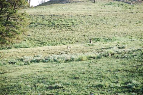 Image result for Yellowstone Grey Wolves