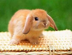 Image result for Bunnies Wallpaper High Def