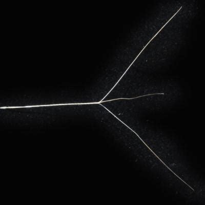 Image result for Email Tracking with Python