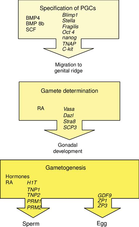 Image result for Germ Cell Development