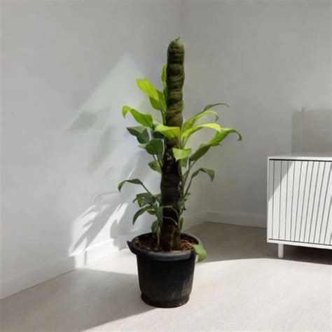 Buy Moss Stick Plants in Bangalore | Idyl