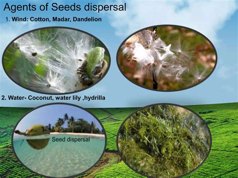 Image result for Vegetative Reproduction Class 5 Activity