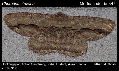 Chorodna strixaria (Guenée, [1858]) - | Moths