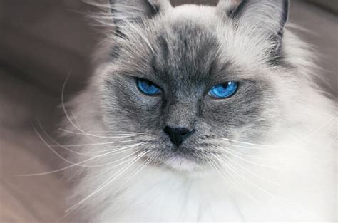 Image result for Ragdoll Engine GUI Script
