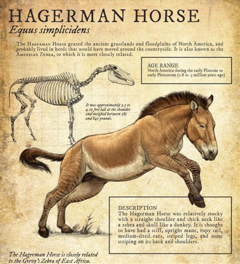 The Hagerman horse (Equus simplicidens), also called the American zebra, was a North American ...