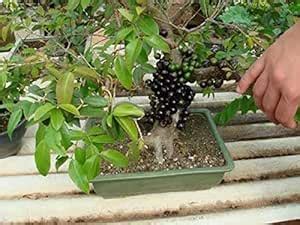 Greenish Valley Dwarf Rare Plinia cauliflora (Jabuticaba) Brazilian ...