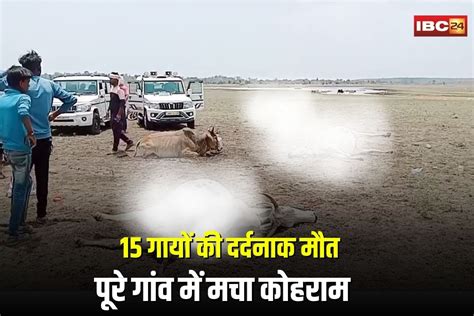 Guna Cow Death Case | Image Source | IBC24