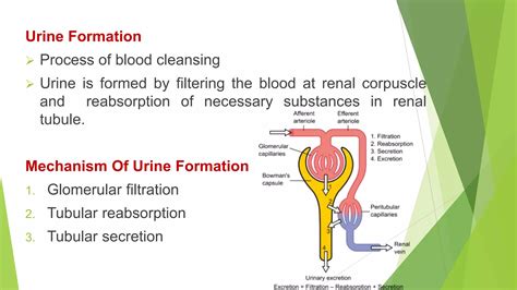 Mechanism Of Urine Formation Ppt