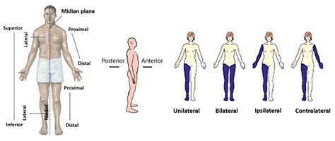 Image result for Contralateral Body Parts Example
