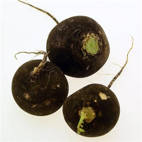Black Round Radish 'Runder Schwarzer Winter' (Raphanus sativus) seeds