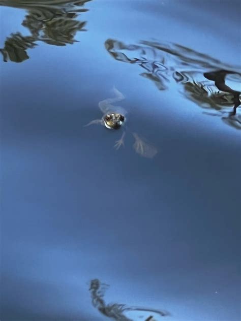 Swimming into Monday at Rose Canyon Lake on Mt. Lemmon, Arizona : r/Tucson