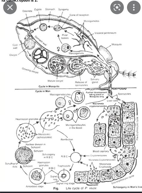 IN PLASMODIUM SIGNET RING IS FORMED DURING A) EXO- ERYTHROCYTIC ...