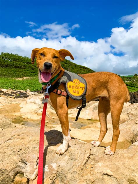 Shelter Dog Field Trips with Kauai Humane Society • Simply Angella