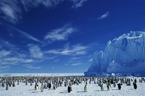 10 Incredible Animals That Live in Antarctica