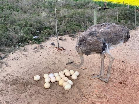 WATERKLOOF GUESTHOUSE (Witsand) - Ranch Reviews & Photos - Tripadvisor