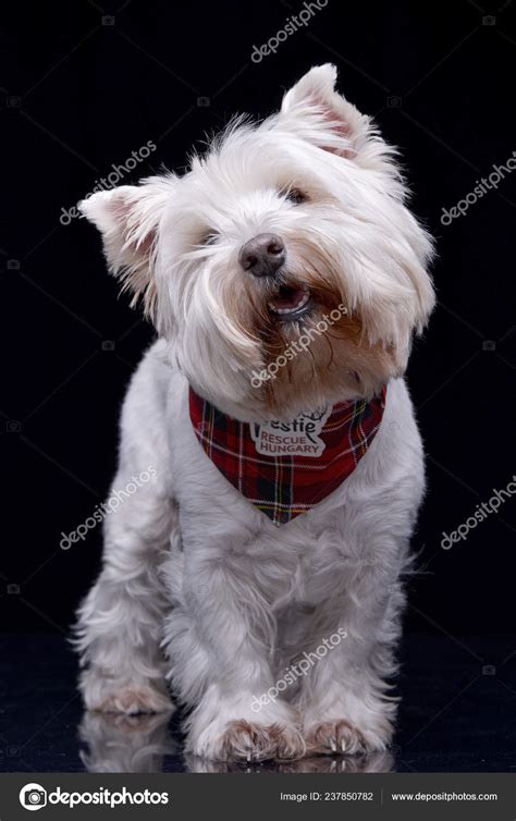 West Highland Black Terrier