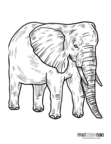 Printable Elephant