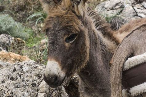 2023 Trekking with Sardinian Donkeys