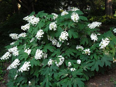 Oak leaf Hydrangea in bloom in Aug Hydrangea Care, Pruning Hydrangeas ...