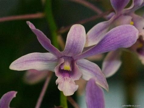 dendrobium superbien