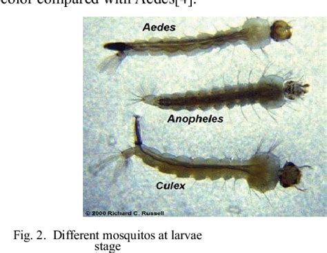 Larvae Identification 的图像结果