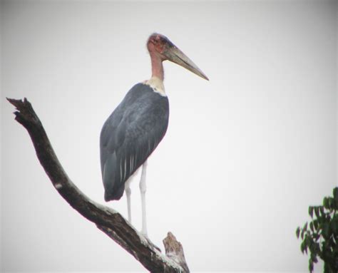 Marabou Stork (Leptoptilos crumenifer) | Birdingplaces