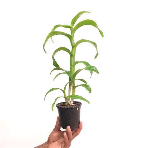 Buy Dendrobium Orchids Online India | Dendrobium Orchids | Orchid-tree ...