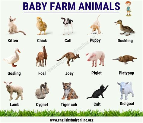Baby Farm Animals: Names, List & Examples in English - English Study Online
