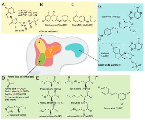 Evolutionary Limitation and Opportunities for Developing tRNA ...