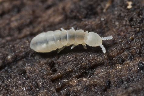 Image result for SpringTails On Humans